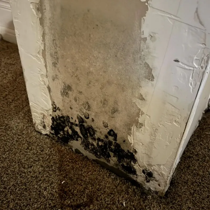 Professional Mold Removal in Staunton, VA